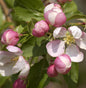  Hochstamm Zierapfel Red Jade 40-60cm - Malus Hybride