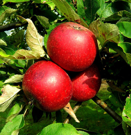  Apfelbaum Rote Sternrenette 60-80cm - Fest Und Süßsäuerlich
