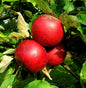  Apfelbaum Rote Sternrenette 60-80cm - Fest Und Süßsäuerlich