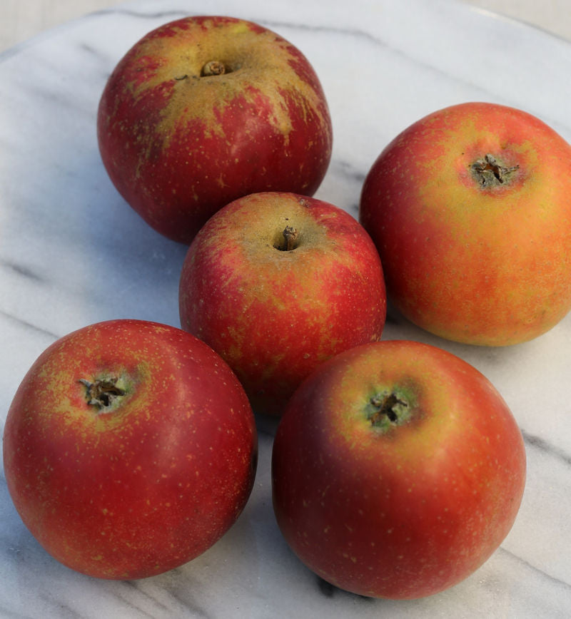  Apfelbaum Roter Münsterländer 60-80cm - Ein Lagerapfel