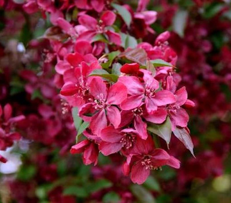  Hochstamm Zier Apfelbaum Royalty 100-125cm - Malus Royalty