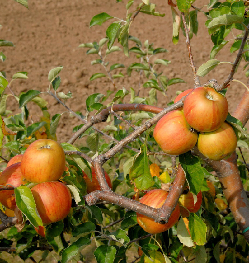  Apfelbaum Signe Tilisch 60-80cm - Feinwürzig Und Mildsäuerlich