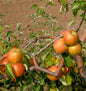  Apfelbaum Signe Tilisch 60-80cm - Feinwürzig Und Mildsäuerlich