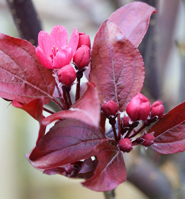  Hochstamm Rotlaubiger Zierapfel Scarletta 100-125cm - Malus Toringo