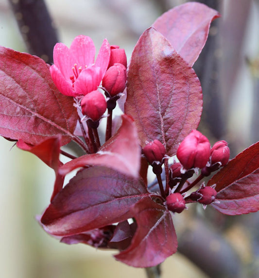  Hochstamm Rotlaubiger Zierapfel Scarletta 100-125cm - Malus Toringo