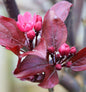  Hochstamm Rotlaubiger Zierapfel Scarletta 100-125cm - Malus Toringo