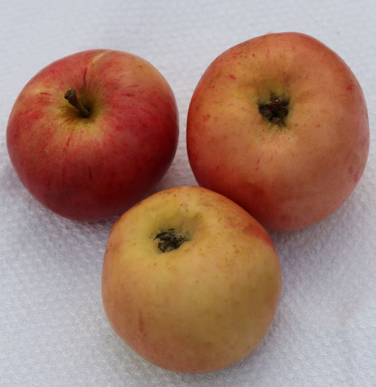  Apfelbaum Borowinka 60-80cm - Feinwürzig Und Saftig