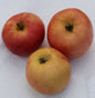  Apfelbaum Borowinka 60-80cm - Feinwürzig Und Saftig
