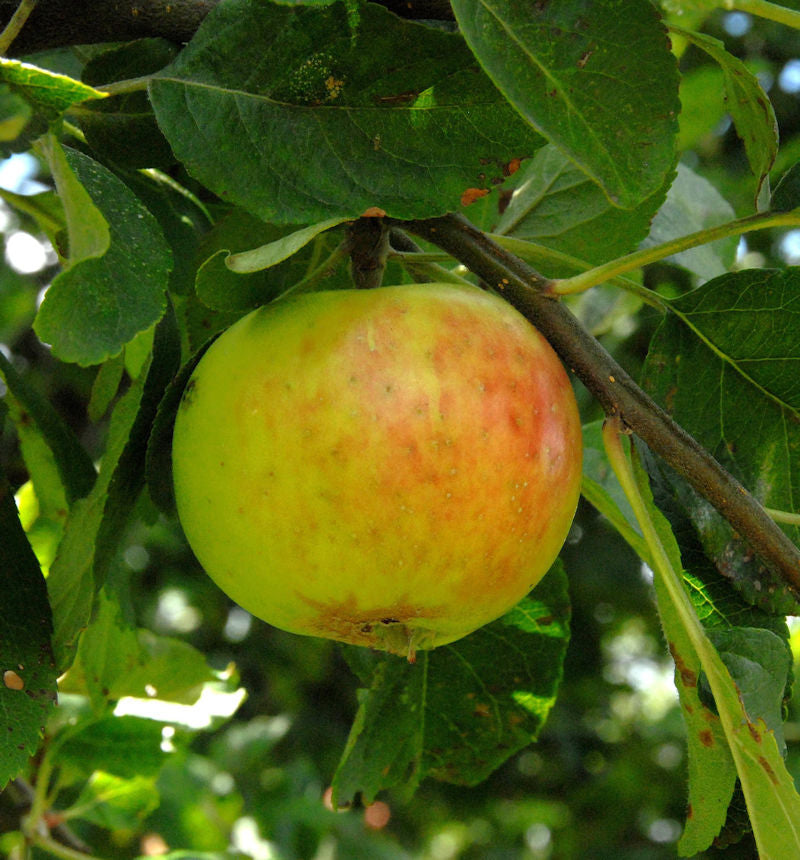  Apfelbaum Gravensteiner 60-80cm - Saftig Und Locker