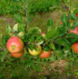  Apfelbaum Ingol 60-80cm - Guter Herbstsapfel