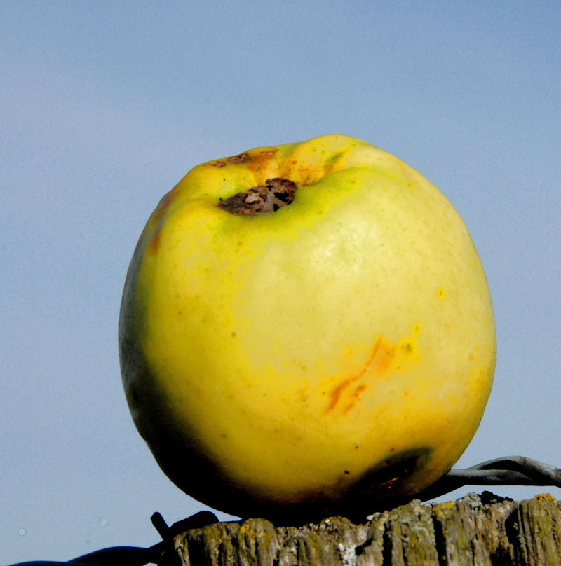  Apfelbaum Zitronenapfel 60-80cm - Knackig Und Feinwürzig