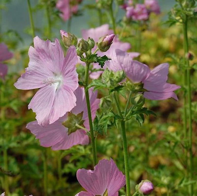  Rosen Malve Fastigiata - Malva Alcea