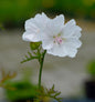  Moschus Malve Alba - Malva Moschata