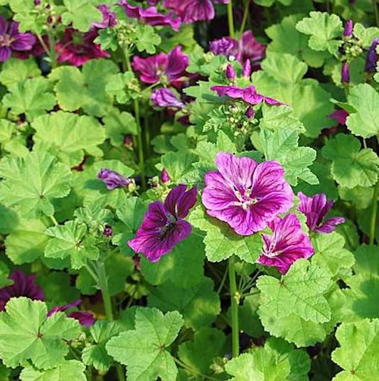  Algier Malve - Malva Sylvestris