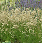  Wimper Perlgras - Melica Ciliata