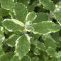  Rundblättrige Minze Variegata - Mentha Rotundifolia