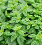  Grüne Minze - Mentha Spicata