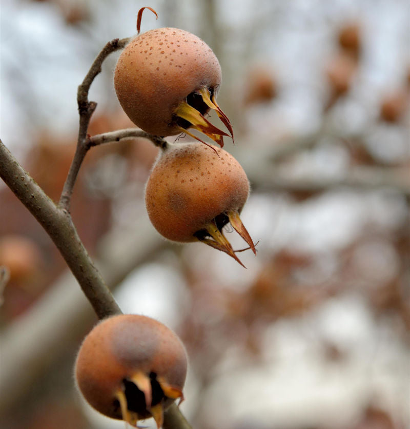  Mispel 100-125cm - Mespilus Germanica