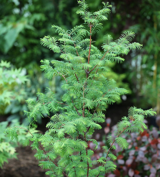  Urweltmammutbaum Chinesisches Rotholz 100-125cm - Metasequoia Glyptostroboides