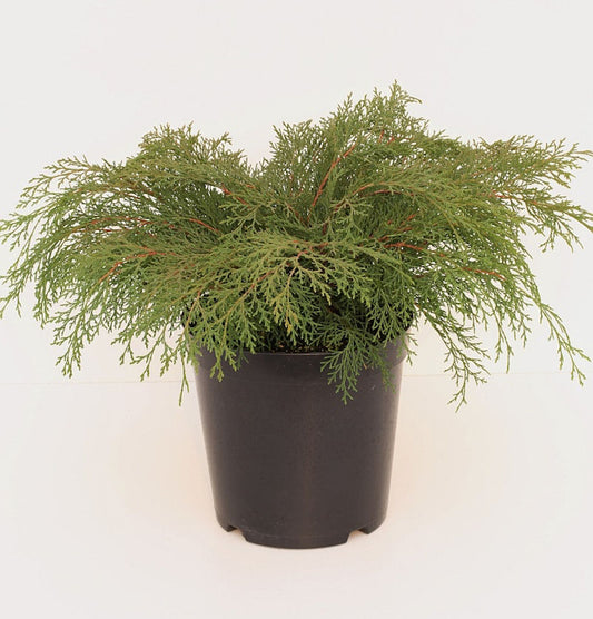  Sibirische Fächerwacholder 25-30cm - Microbiota Decussata