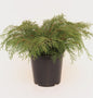  Sibirische Fächerwacholder 25-30cm - Microbiota Decussata