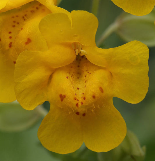  Gelbe Gauklerblume - Mimulus Luteus