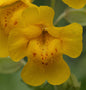  Gelbe Gauklerblume - Mimulus Luteus