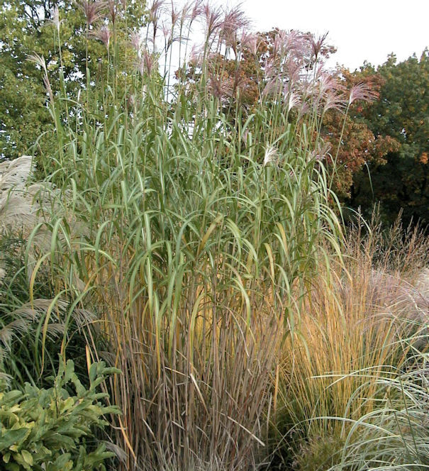  Riesenchinaschilf Aksel Olsen - Miscanthus Floridulus