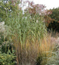  Riesenchinaschilf Aksel Olsen - Miscanthus Floridulus