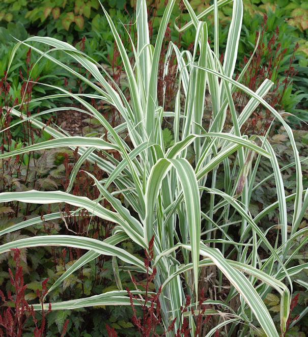  Chinaschilf Cosmopolitan - XXXL Topf - Miscanthus Sinensis