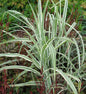  Chinaschilf Cosmopolitan - XXXL Topf - Miscanthus Sinensis