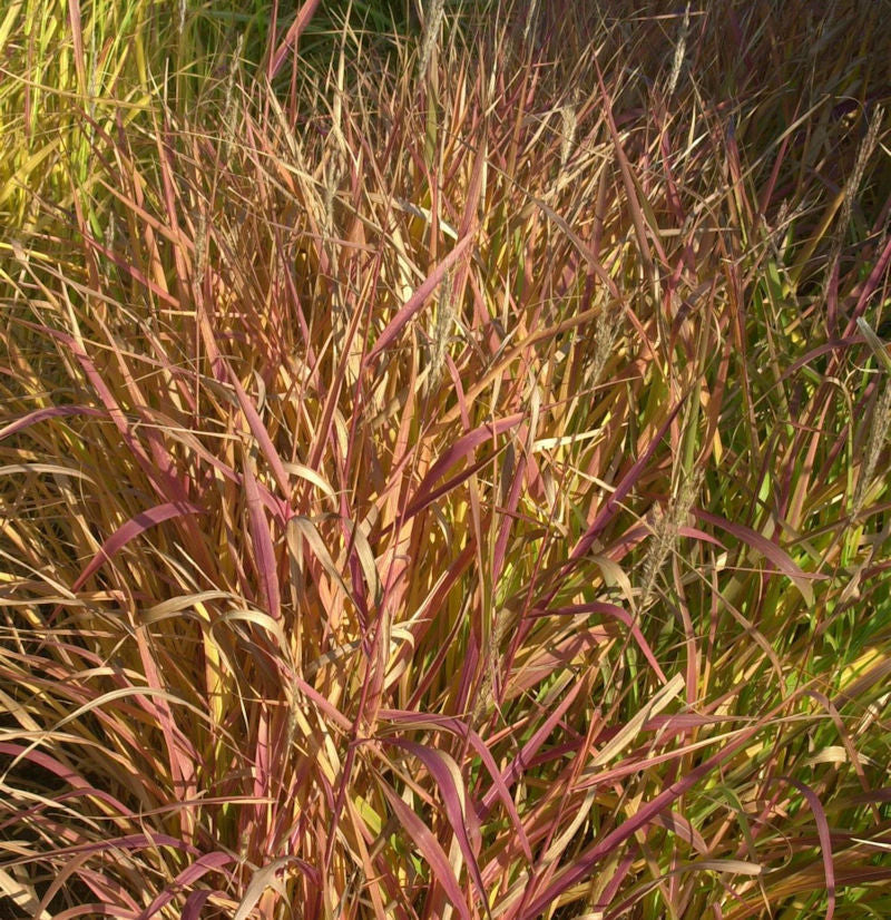  Chinaschilf Droning Ingrid - XXXL Topf - Miscanthus Sinensis