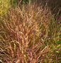  Chinaschilf Droning Ingrid - XXXL Topf - Miscanthus Sinensis