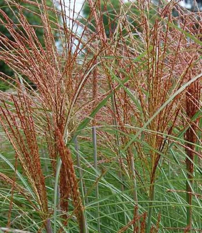  Chinaschilf Graziella - Miscanthus Sinensis