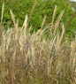  Chinaschilf Große Fontäne - Miscanthus Sinensis