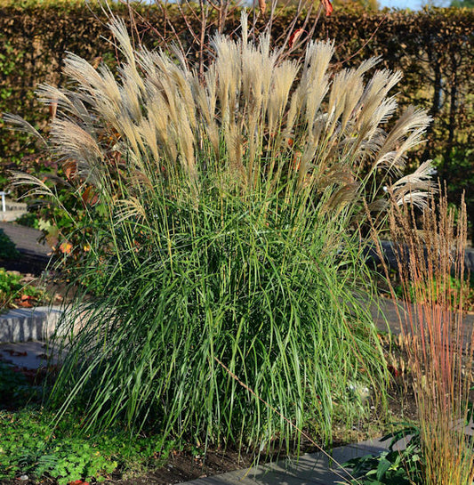  Chinaschilf Hermann Müssel - XXXL Topf - Miscanthus Sinensis