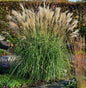  Chinaschilf Hermann Müssel - XXXL Topf - Miscanthus Sinensis