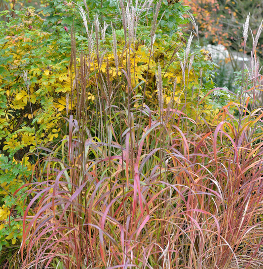  Chinaschilf Pink Cloud - XXXL Topf - Miscanthus Sinensis