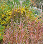  Chinaschilf Pink Cloud - XXXL Topf - Miscanthus Sinensis