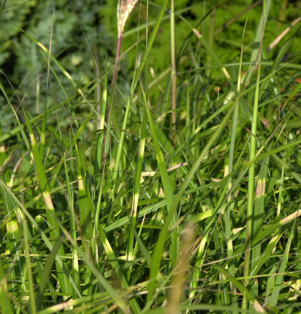  Chinaschilf Pünktchen - Miscanthus Sinensis