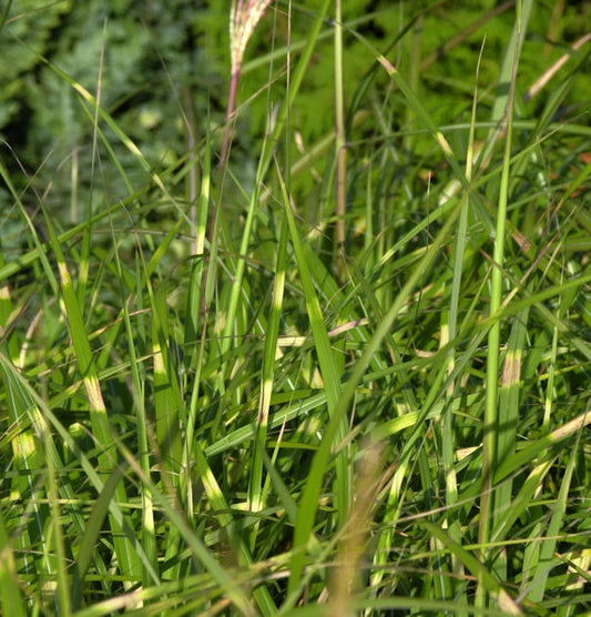  Chinaschilf Pünktchen - Miscanthus Sinensis