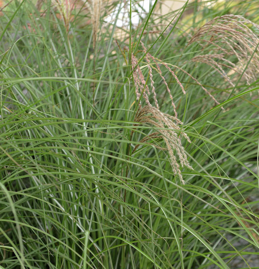  Chinaschilf Red Cloud - XXXL Topf - Miscanthus Sinensis