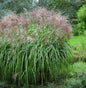  Chinaschilf Roter Pfeil - XXXL Topf - Miscanthus Sinensis
