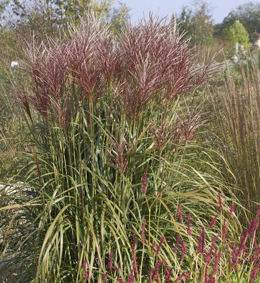  Chinaschilf Rotsilber - XXXL Topf - Miscanthus Sinensis