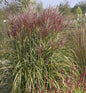  Chinaschilf Rotsilber - XXXL Topf - Miscanthus Sinensis