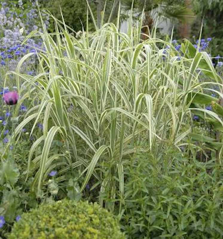  Chinaschilf Septemberrot - XXXL Topf - Miscanthus Sinensis