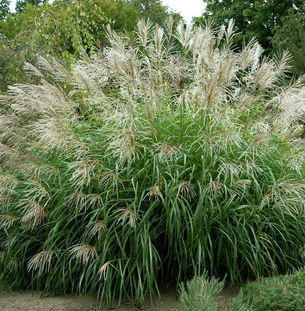  Chinaschilf Silberfeder - XXXL Topf - Miscanthus Sinensis