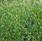  Chinaschilf Zebragras - XXXL Topf - Miscanthus Sinensis