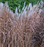  Chinaschilf Purpurascens - Miscanthus Sinensis