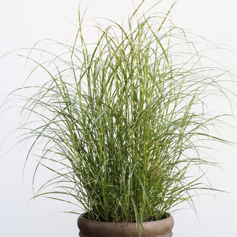  Chinaschilf Little Zebra - XXXL Topf - Miscanthus Sinensis